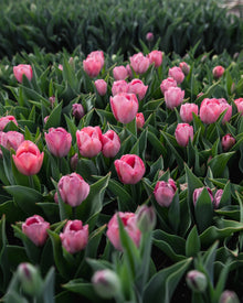 Tulip 'Salmon Van Eijk'