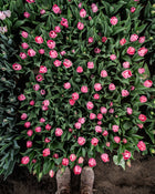 Tulip 'Salmon Van Eijk'