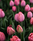 Tulip 'Salmon Van Eijk'
