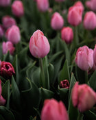 Tulip 'Salmon Van Eijk'