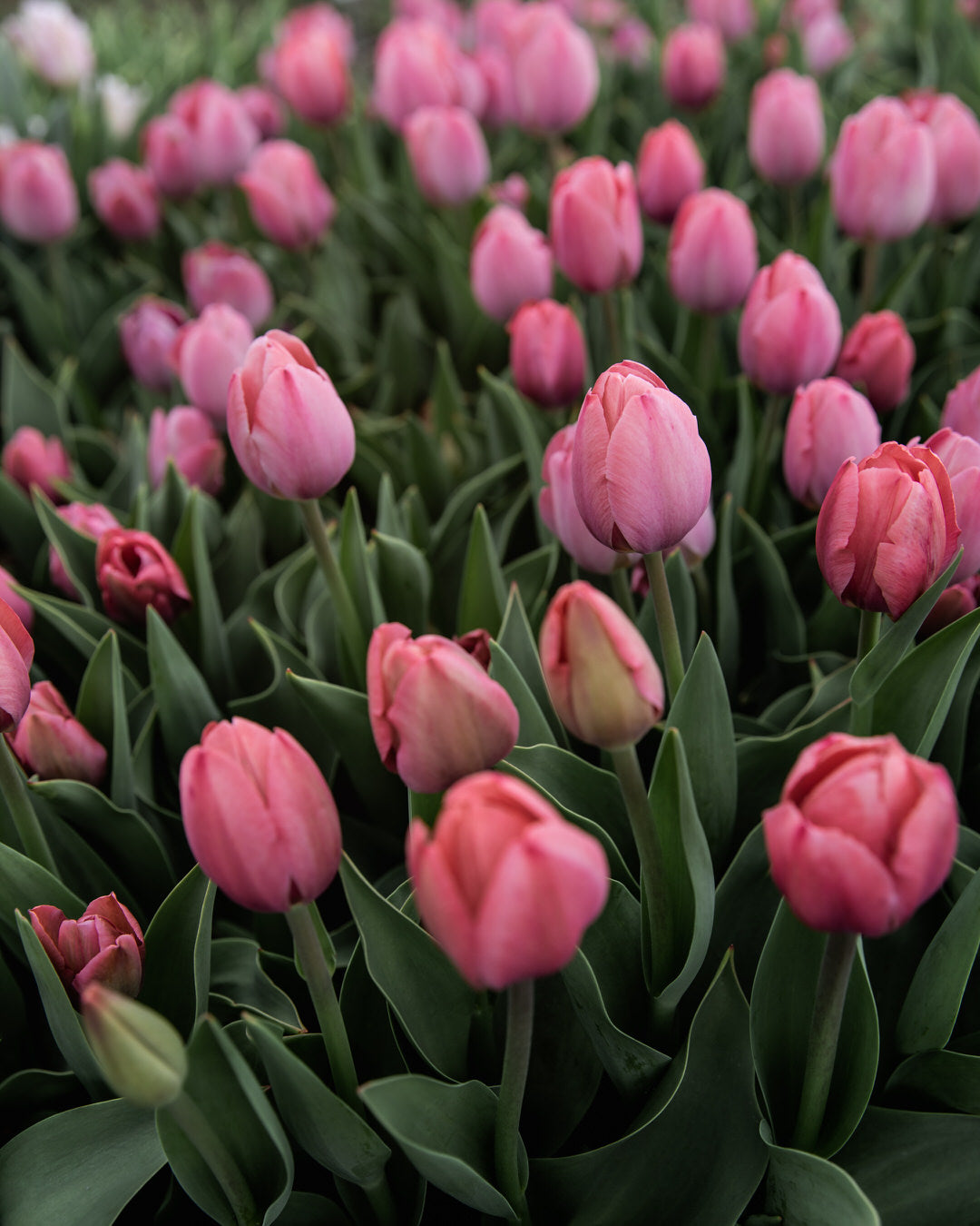 Tulip 'Salmon Van Eijk'