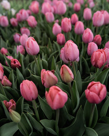 Tulip 'Salmon Van Eijk'