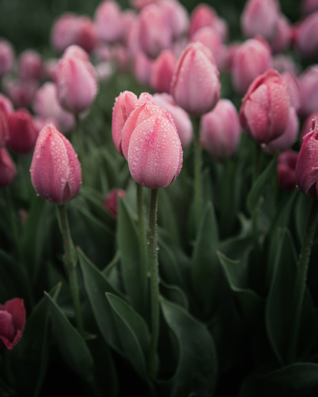 Tulip 'Salmon Van Eijk'