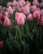 Tulip 'Salmon Van Eijk'
