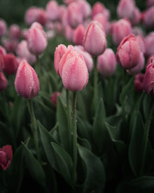 Tulip 'Salmon Van Eijk'
