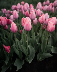 Tulip 'Salmon Van Eijk'