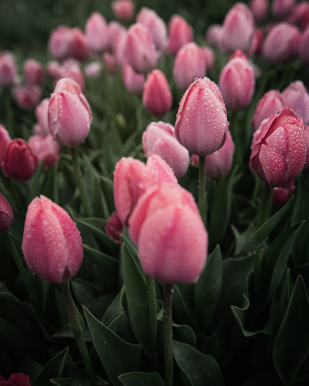 Tulip 'Salmon Van Eijk'