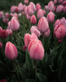 Tulip 'Salmon Van Eijk'