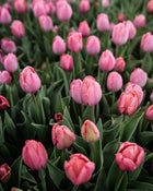 Tulip 'Salmon Van Eijk'