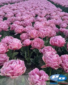 Tulip 'Beachberry' (VERY Rare & Limited)