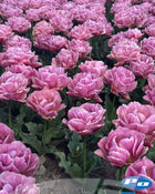 Tulip 'Beachberry' (VERY Rare & Limited)