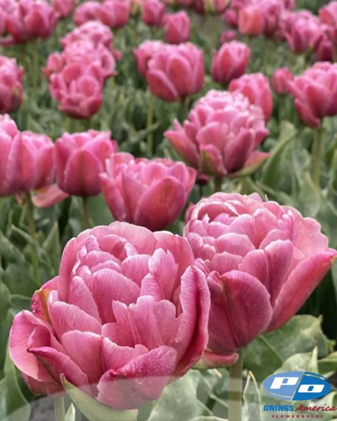 Tulip 'Beachberry' (VERY Rare & Limited)