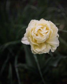 Tulip 'Avant Garde'