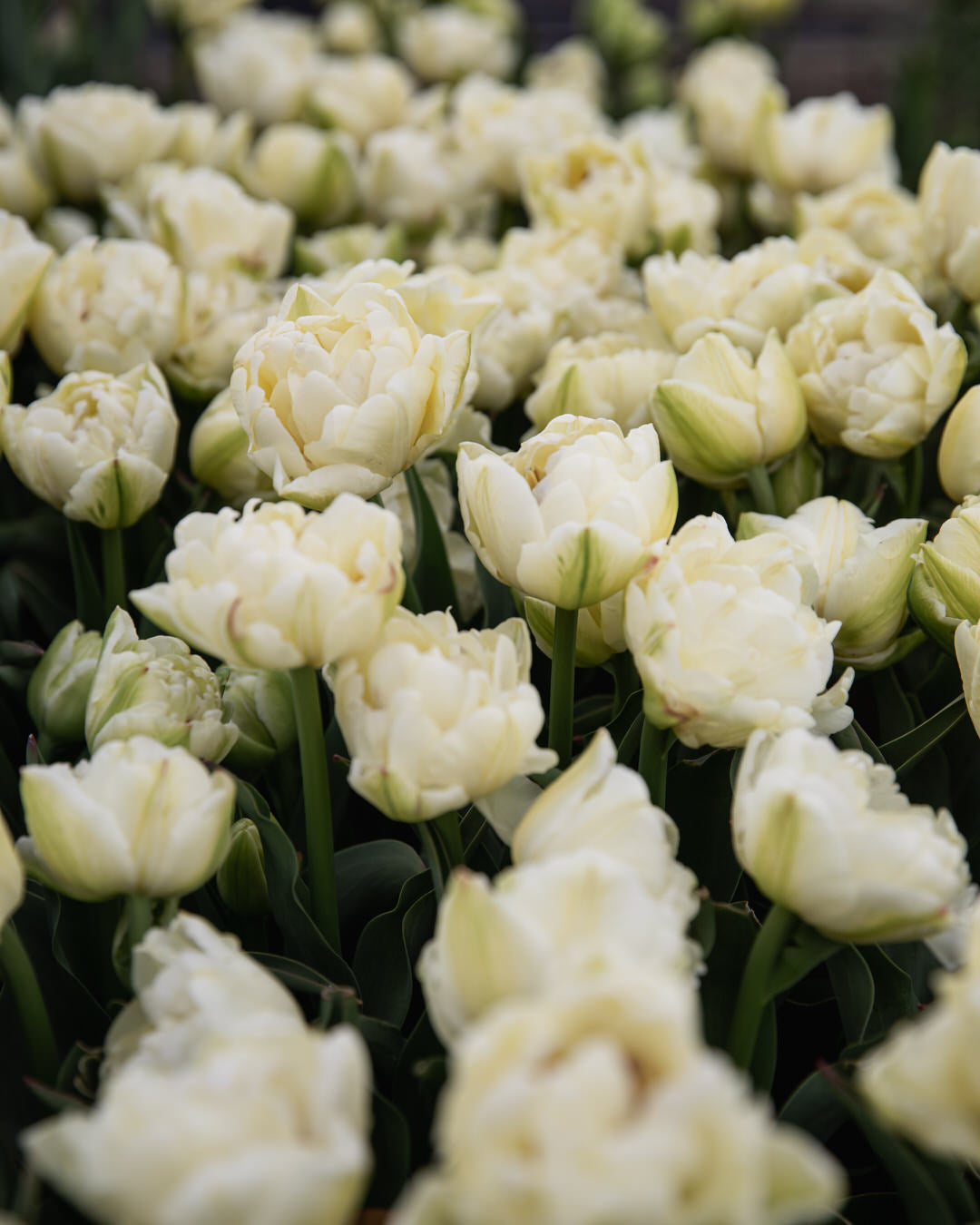 Tulip 'Avant Garde'
