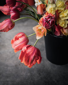 Tulip 'Avignon Parrot'