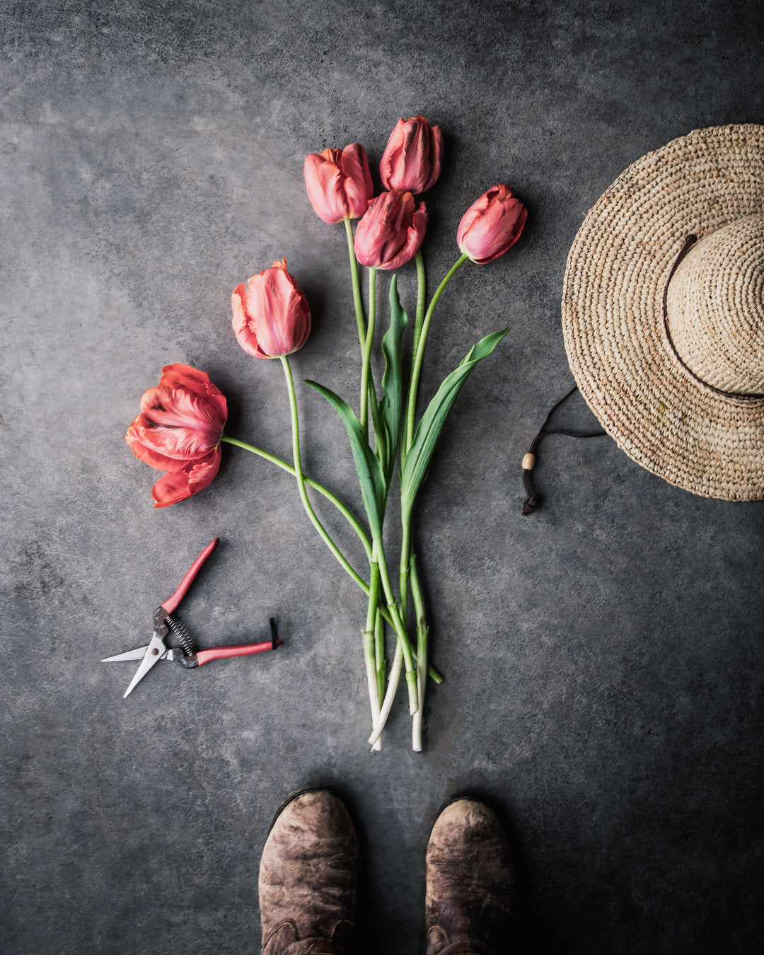 Tulip 'Avignon Parrot'