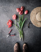 Tulip 'Avignon Parrot'