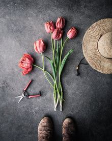 Tulip 'Avignon Parrot'