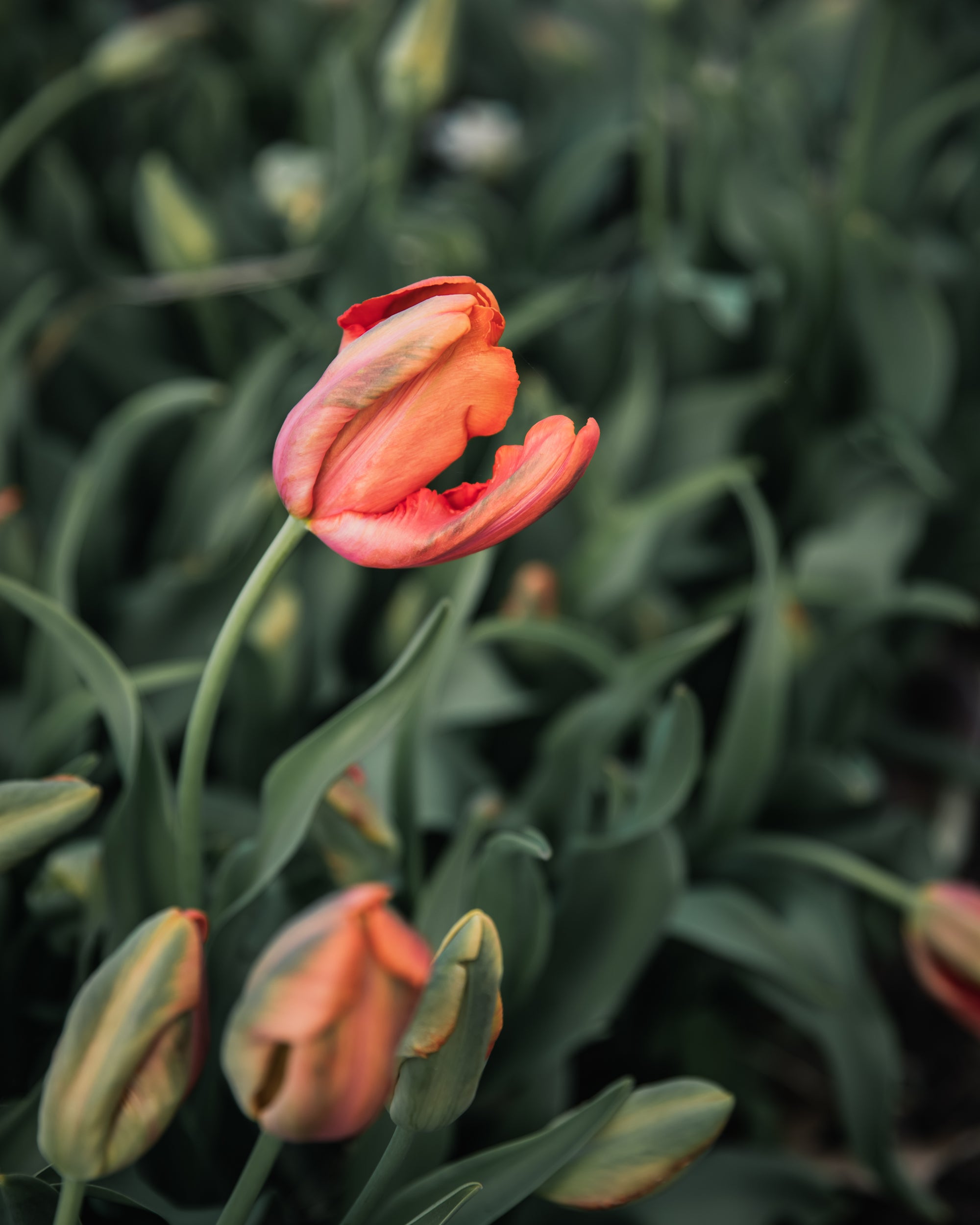 Tulip 'Avignon Parrot'