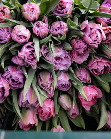 Tulip 'Katinka'
