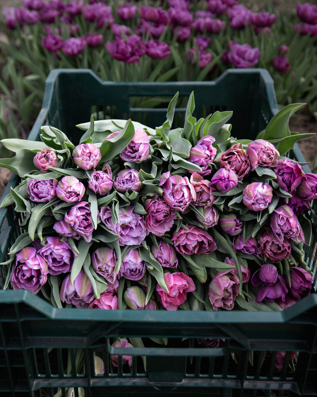 Tulip 'Backpacker'
