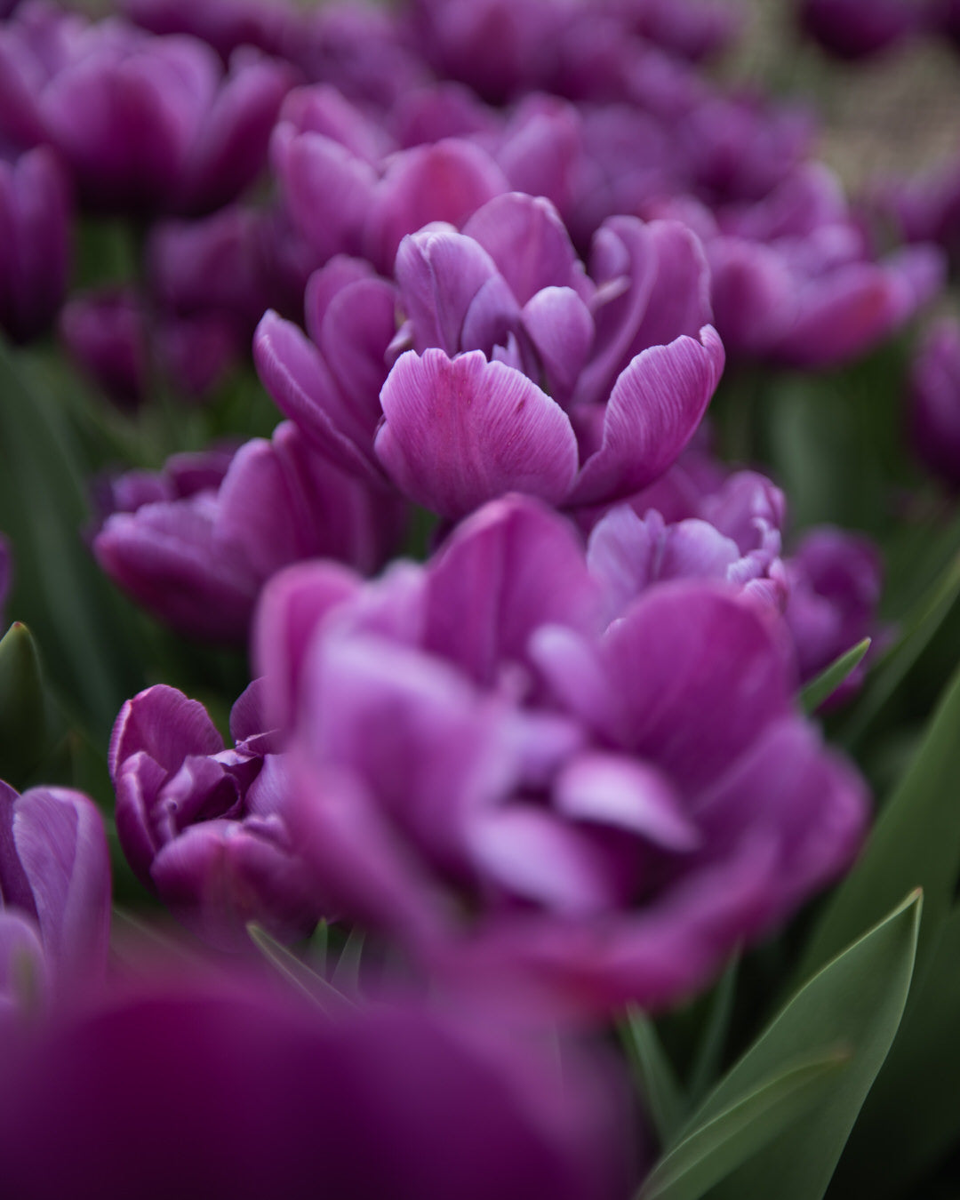 Tulip 'Blue Diamond'