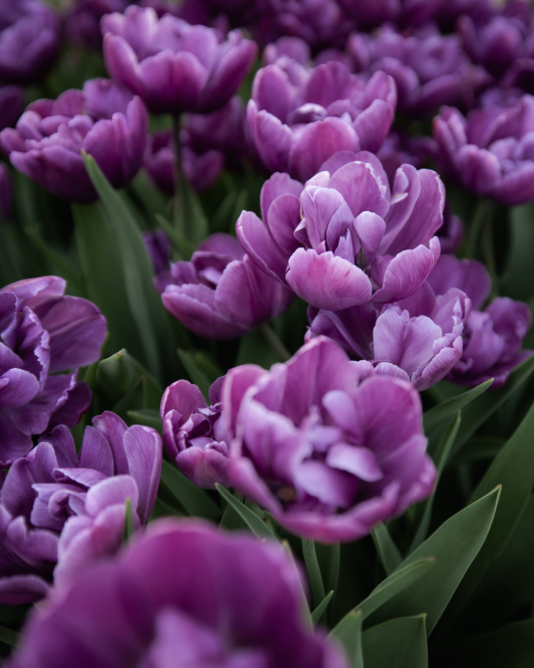 Tulip 'Blue Diamond'