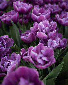 Tulip 'Blue Diamond'