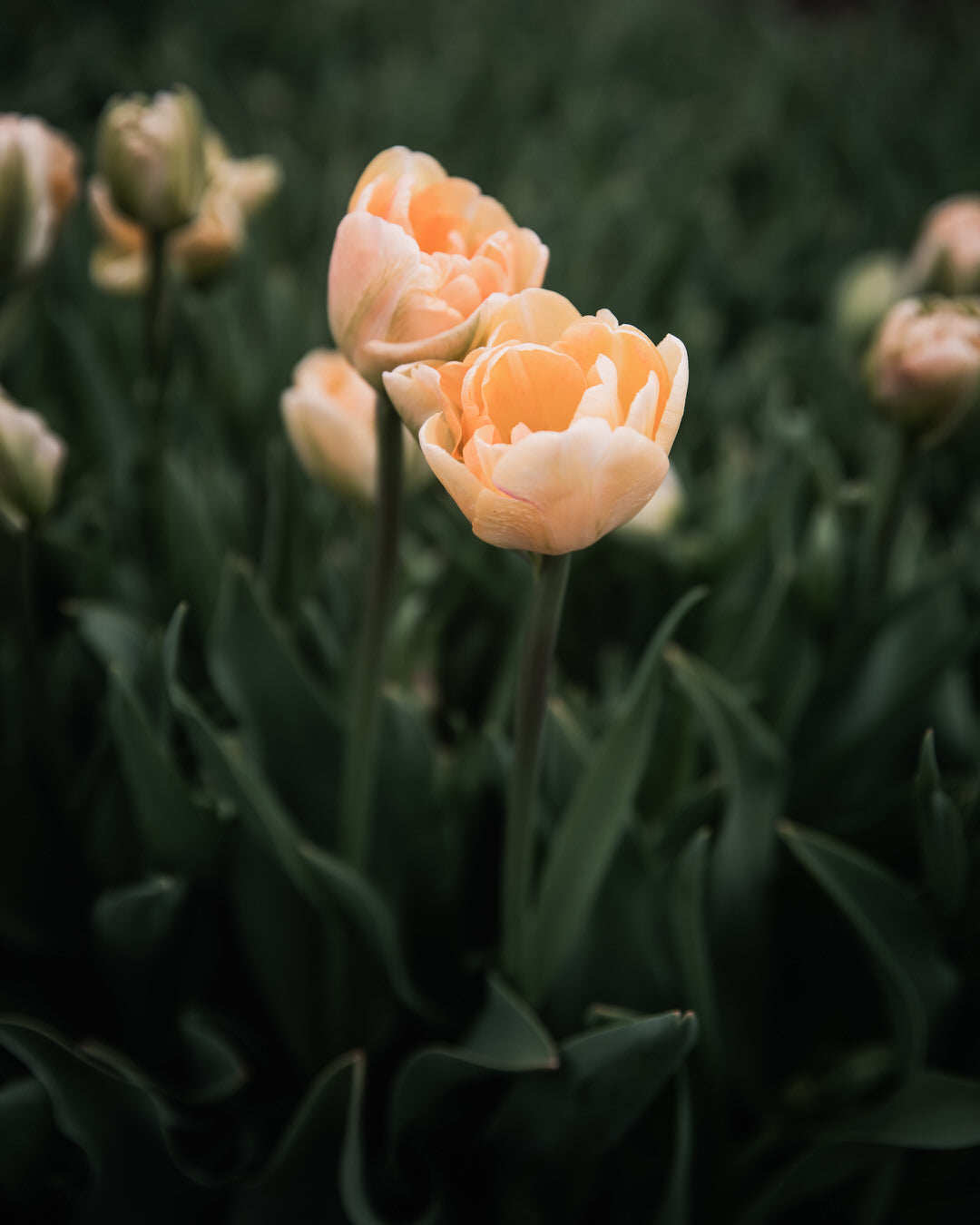 Tulip 'Charming Beauty'