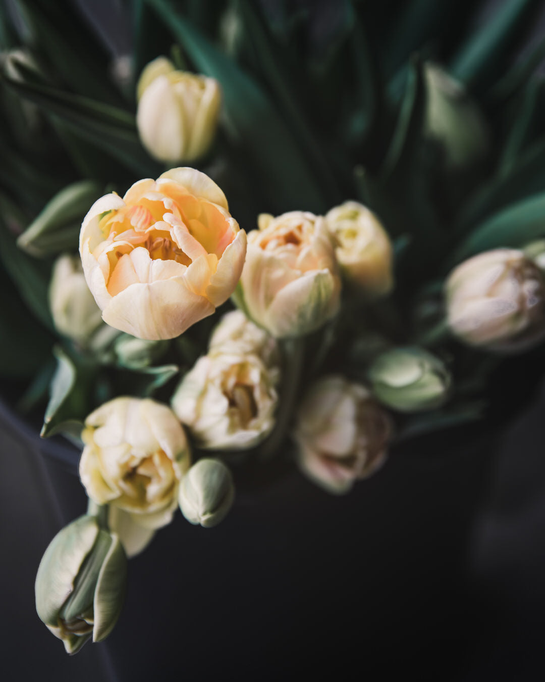 Tulip 'Charming Beauty'