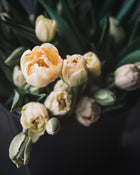Tulip 'Charming Beauty'