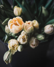 Tulip 'Charming Beauty'