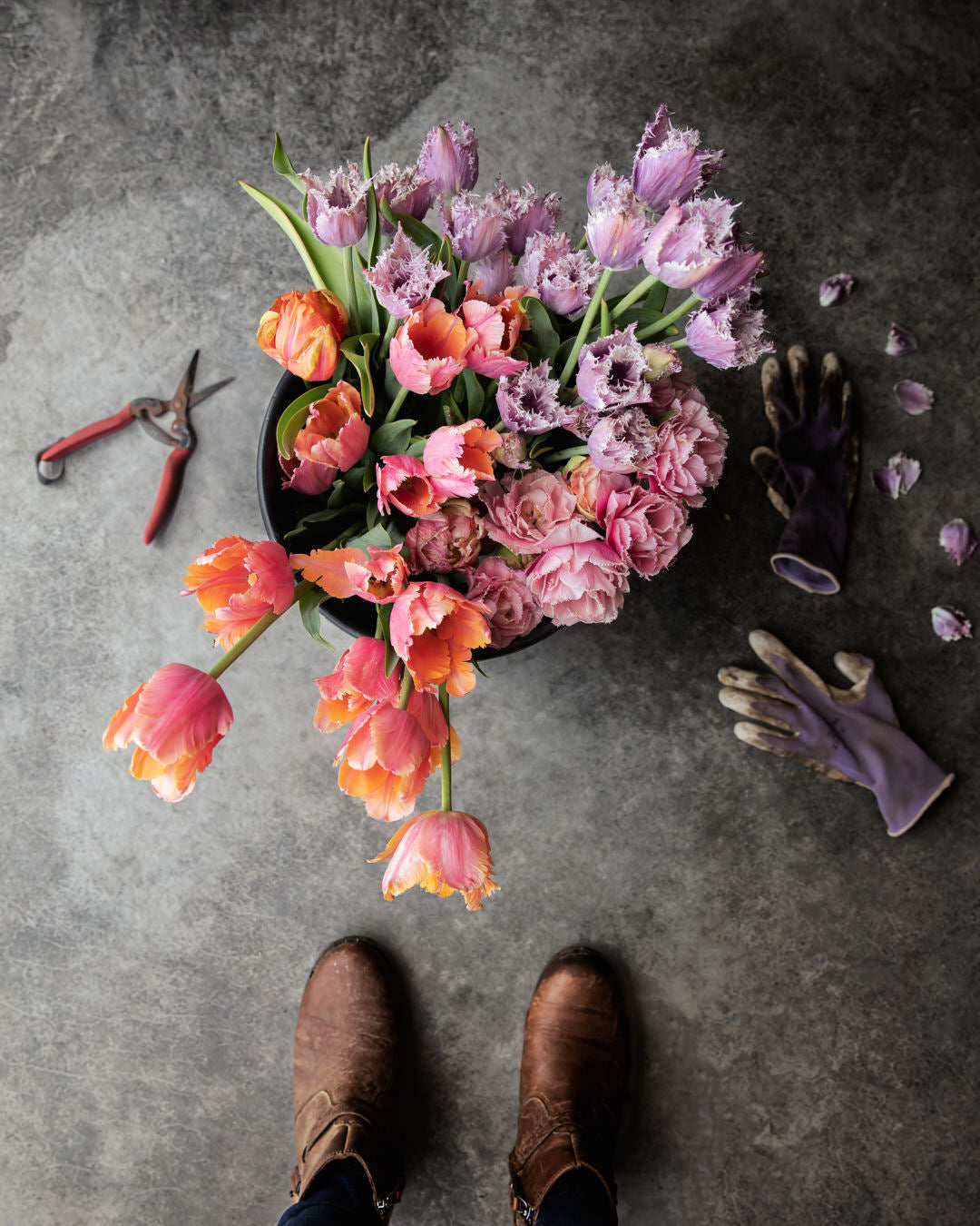Tulip 'Crunchy Cummins'