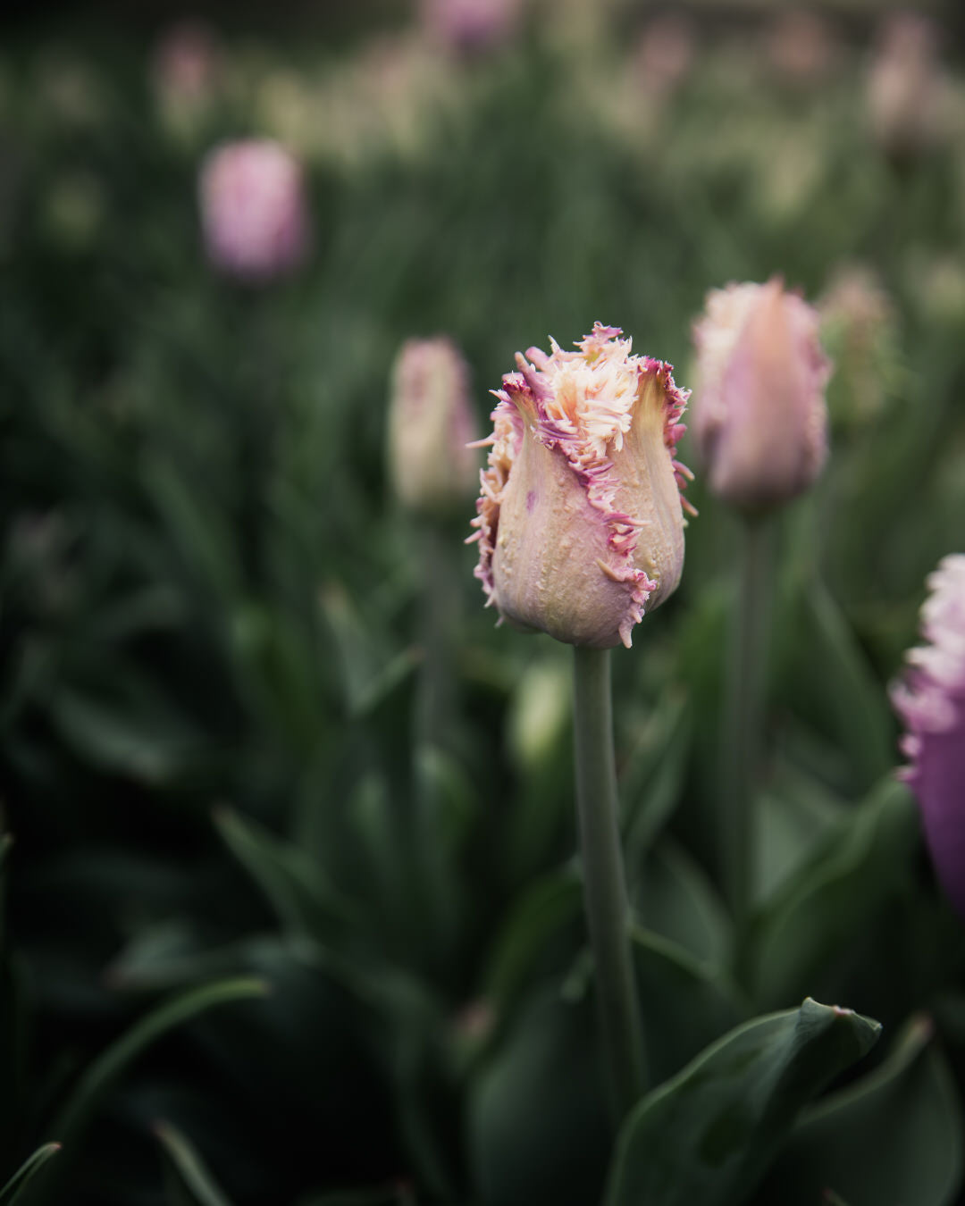 Tulip 'Crunchy Cummins'