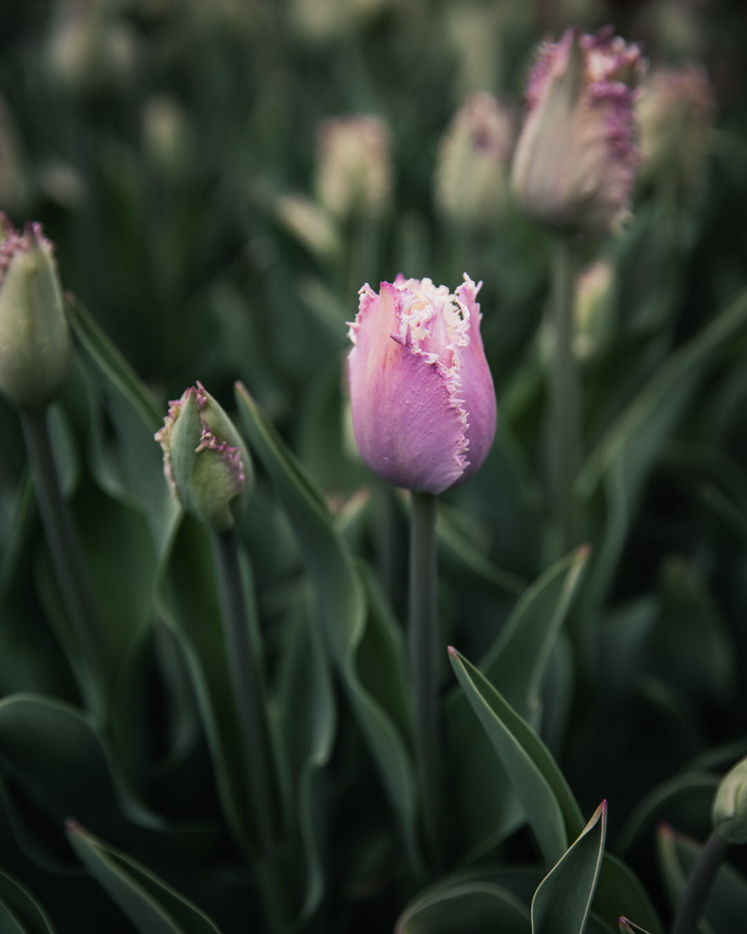 Tulip 'Crunchy Cummins'