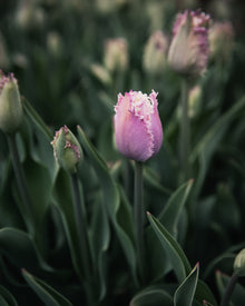 Tulip 'Crunchy Cummins'