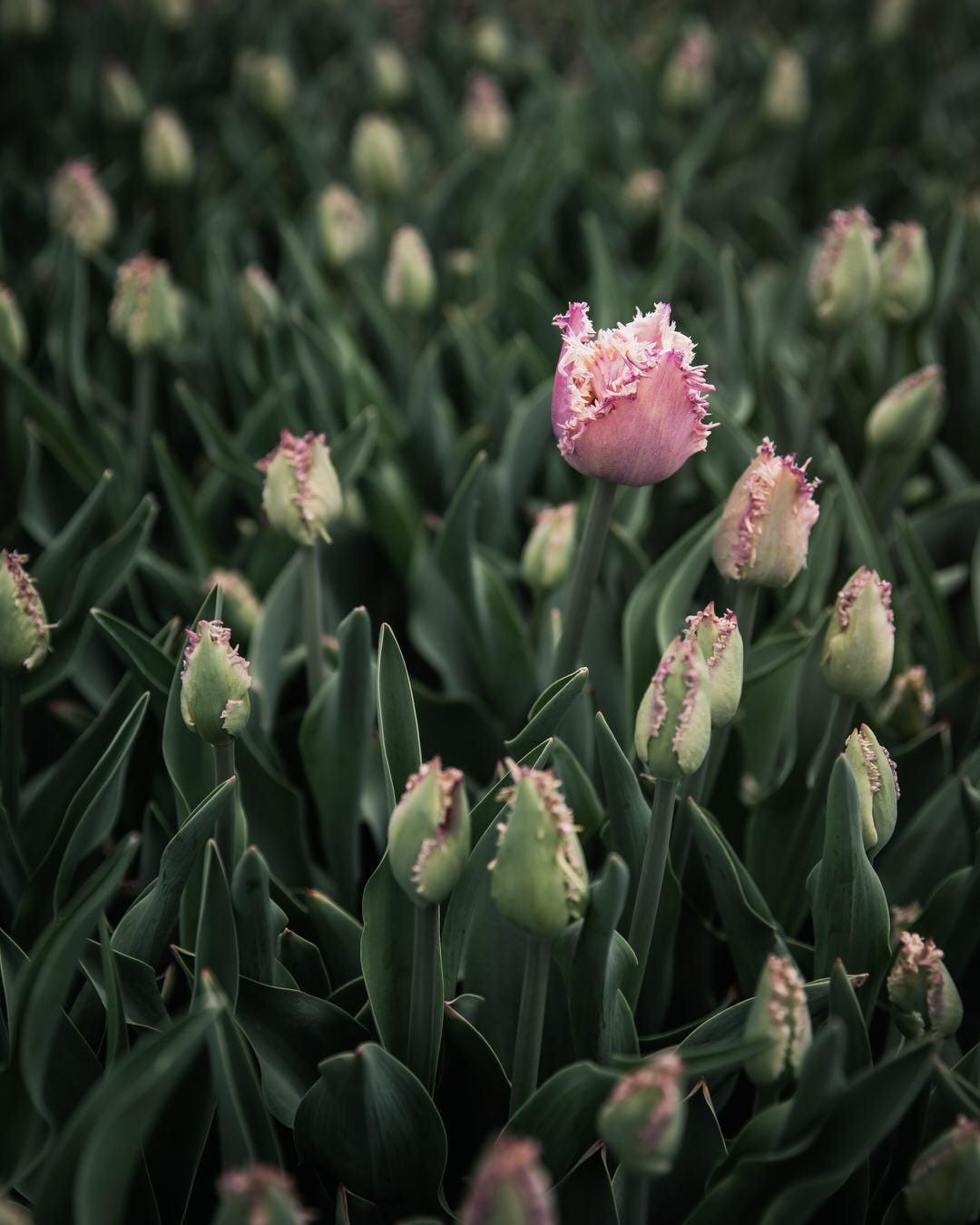 Tulip 'Crunchy Cummins'