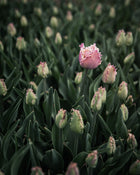 Tulip 'Crunchy Cummins'
