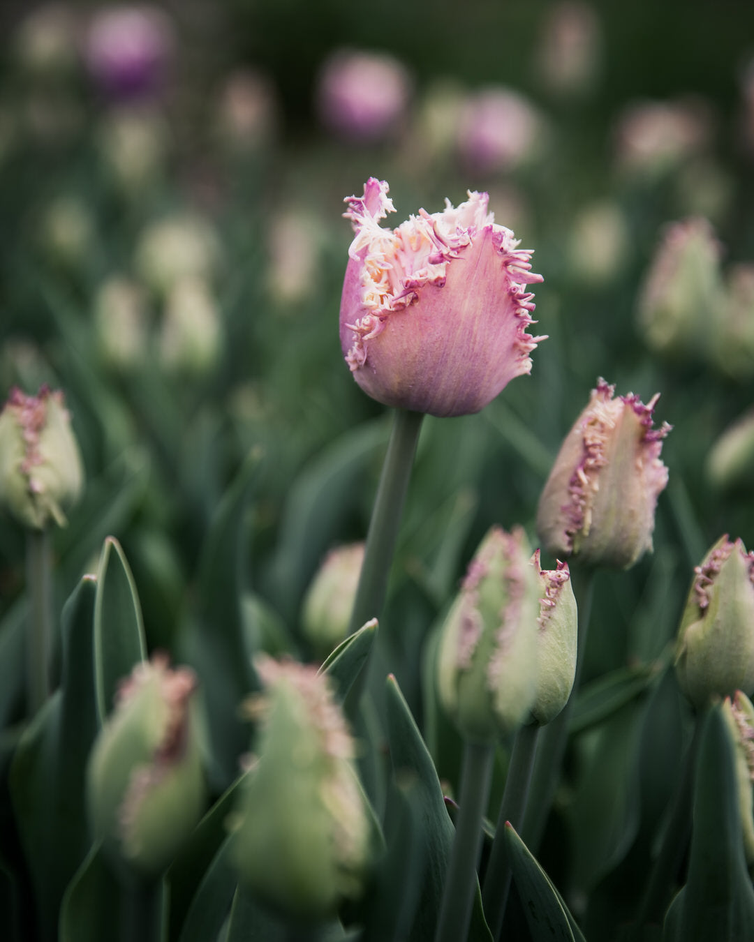 Tulip 'Crunchy Cummins'