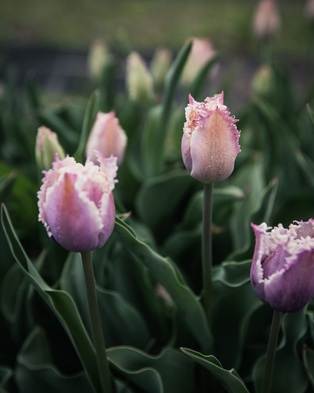Tulip 'Crunchy Cummins'