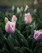 Tulip 'Crunchy Cummins'