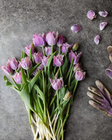 Tulip 'Crunchy Cummins'