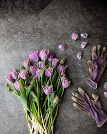 Tulip 'Crunchy Cummins'
