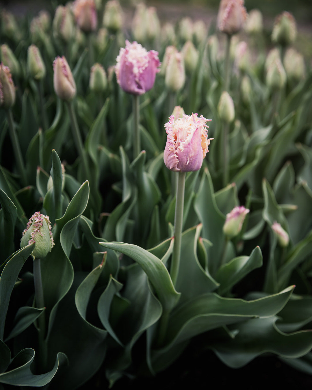 Tulip 'Crunchy Cummins'