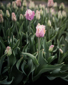 Tulip 'Crunchy Cummins'