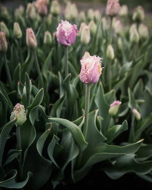 Tulip 'Crunchy Cummins'