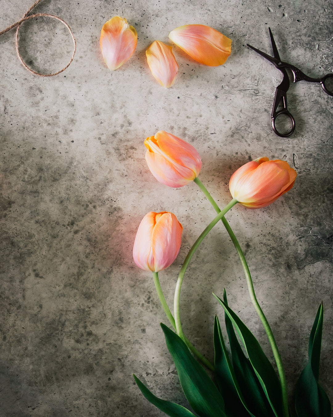 Tulip 'Dordogne' (Peach)