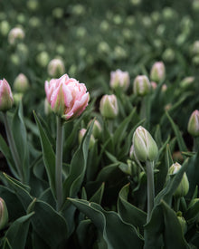 Tulip 'Dreamer'