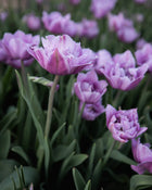 Tulip 'Great Barrier Reef' (Rare)