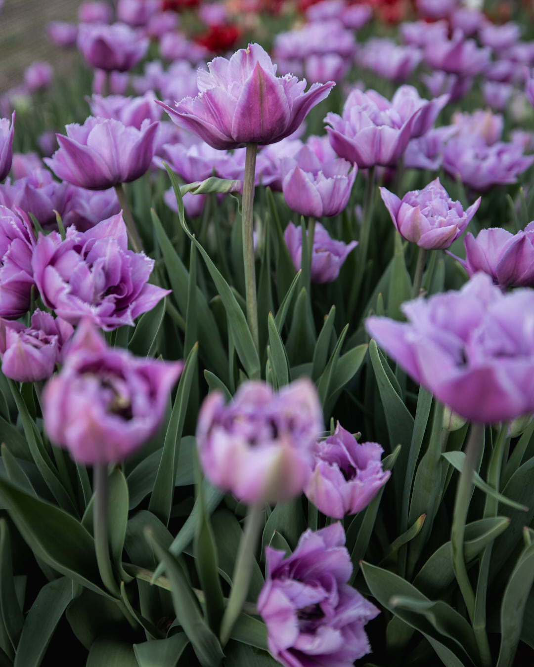 Tulip 'Great Barrier Reef' (Rare)
